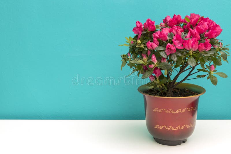 Un vaso dell'impatiens walleriana di fioritura immagini stock libere da diritti Un vaso dell'impatiens walleriana di fioritura immagini stock libere da diritti