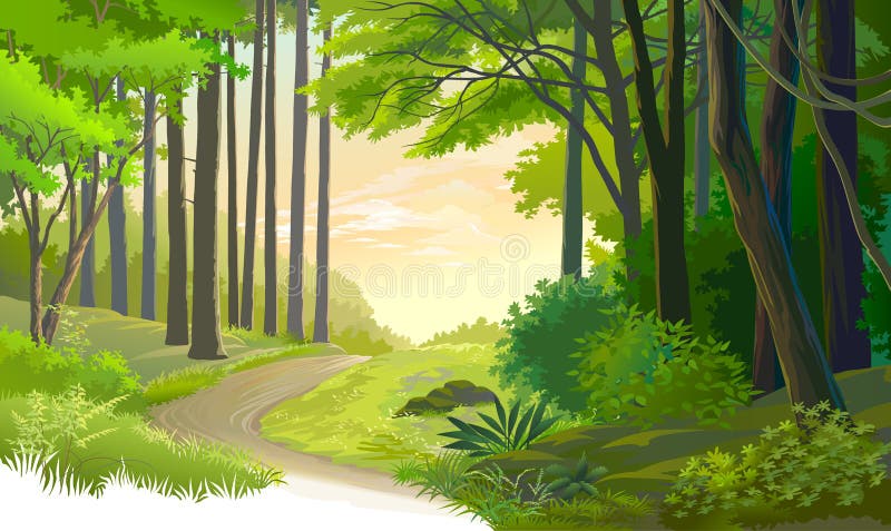 Un vecchio percorso attraverso una foresta antica