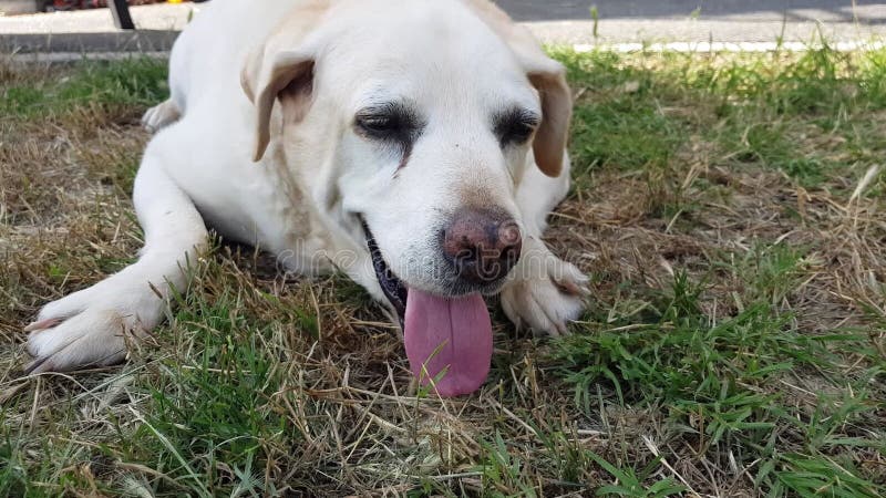 Un vieux chien labrador fatigué et indifférent ment sur l'herbe avec sa langue dehors.