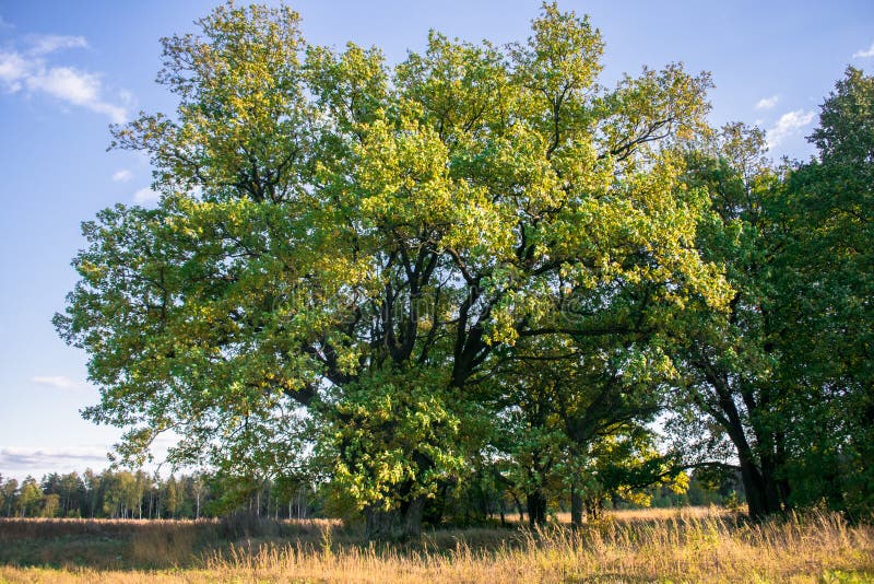Un vieux chêne antique puissant, seul se tenant au bord d'une plantation de chêne de relique Automne d'or, feuillage jaune luxuri photographie stock libre de droits Un vieux chêne antique puissant, seul se tenant au bord d'une plantation de chêne de relique Automne d'or, feuillage jaune luxuri photographie stock libre de droits