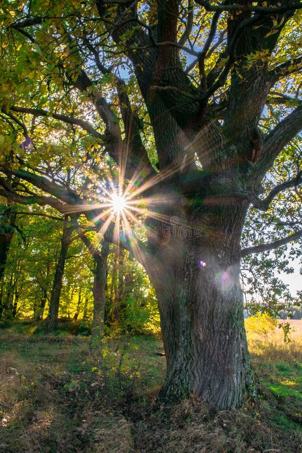 Un vieux chêne antique puissant, seul se tenant au bord d'une plantation de chêne de relique Automne d'or, feuillage jaune luxuri photos libres de droits Un vieux chêne antique puissant, seul se tenant au bord d'une plantation de chêne de relique Automne d'or, feuillage jaune luxuri photos libres de droits