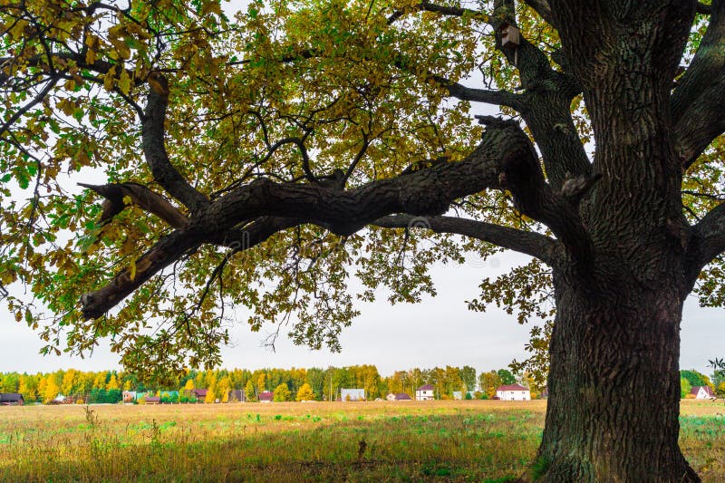 Un vieux chêne antique puissant, seul se tenant au bord d'une plantation de chêne de relique Automne d'or, feuillage jaune luxuri photographie stock libre de droits Un vieux chêne antique puissant, seul se tenant au bord d'une plantation de chêne de relique Automne d'or, feuillage jaune luxuri photographie stock libre de droits
