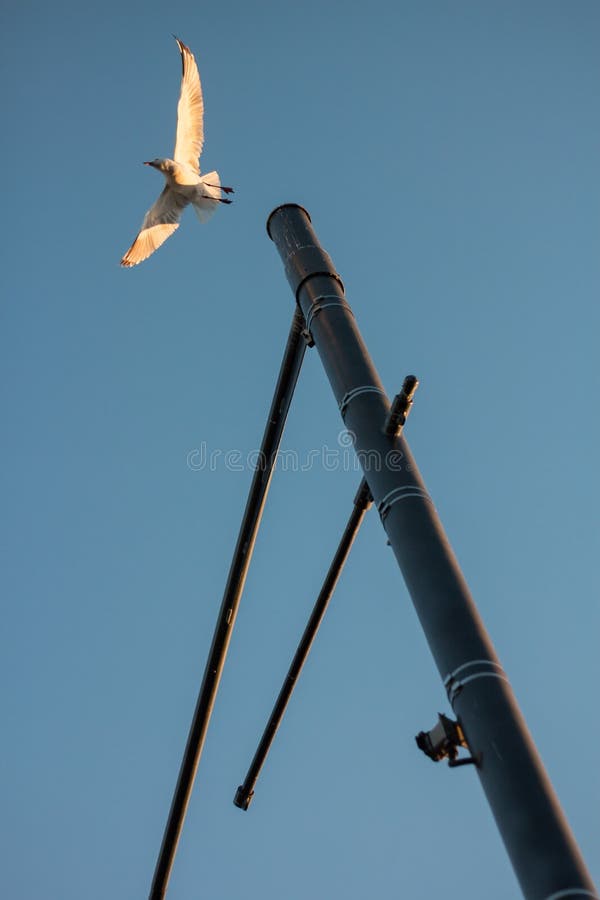 Un vol d'oiseau outre d'un réverbère photos stock Un vol d'oiseau outre d'un réverbère photos stock