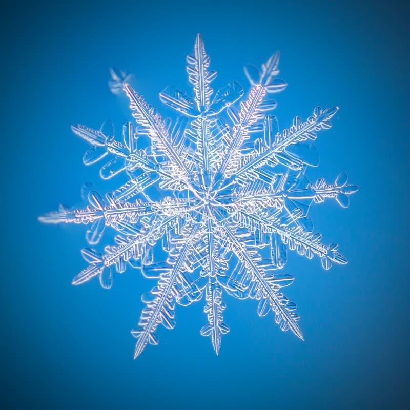 Un Vrai Macro De Flocon De Neige Se Trouve Sur Un Fond Bleu Image stock Image du glace, givré