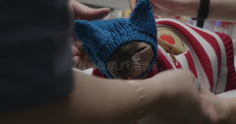 Un vétérinaire place soigneusement une casquette bleue tricotée sur un chat Sphynx sans cheveux portant un pull festif de Noël banque de vidéos