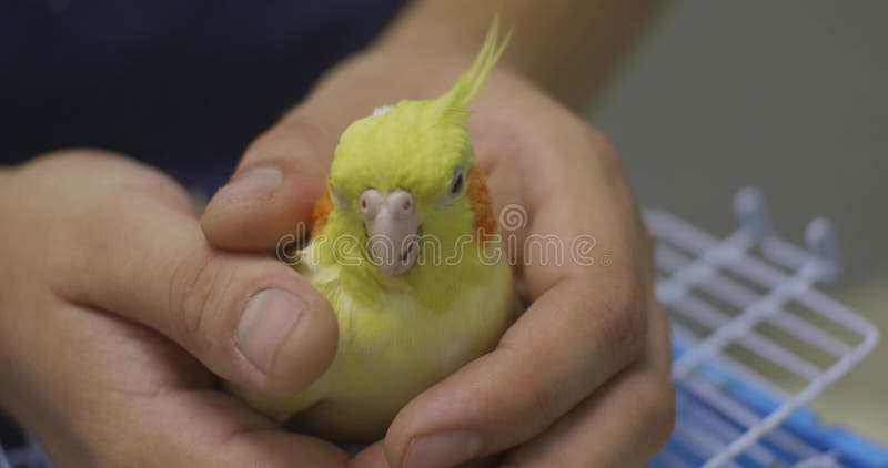 Un vétérinaire professionnel examine soigneusement un perroquet de cocktails le tient soigneusement et vérifie les oiseaux banque de vidéos