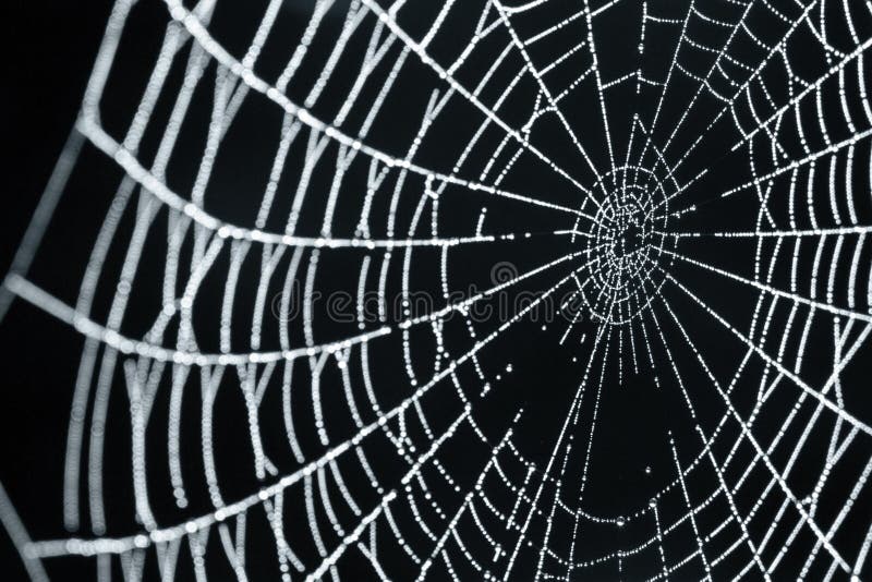 Un Web di ragno con le gocce di rugiada
