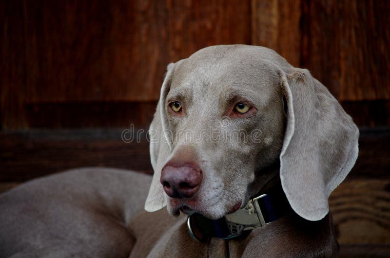 Un Weimaraner 2 leal imagen de archivo