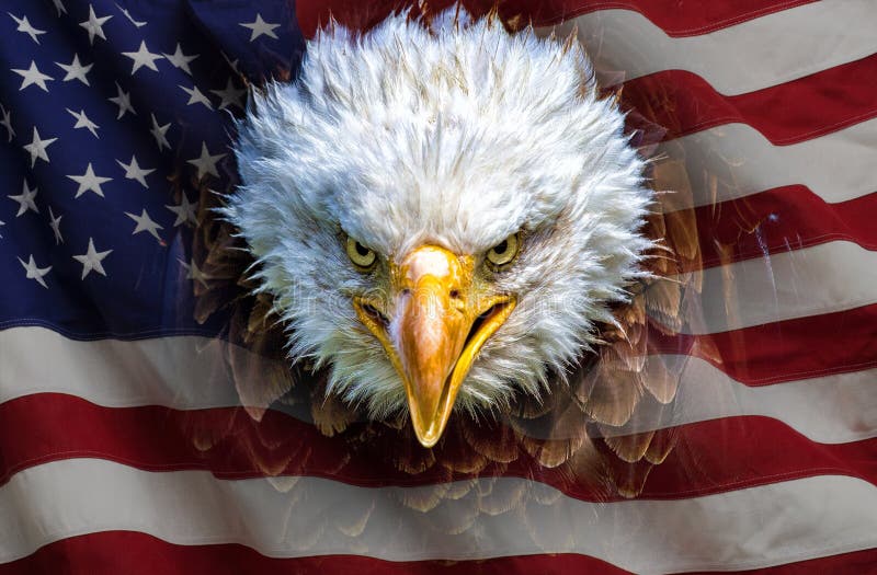 Un águila calva norteamericana enojada en bandera americana