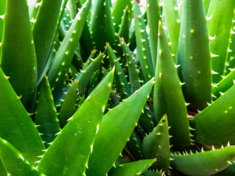 Un áloe Vera Succulent Plant con el primer de los puntos imagen de archivo Un áloe Vera Succulent Plant con el primer de los puntos imagen de archivo