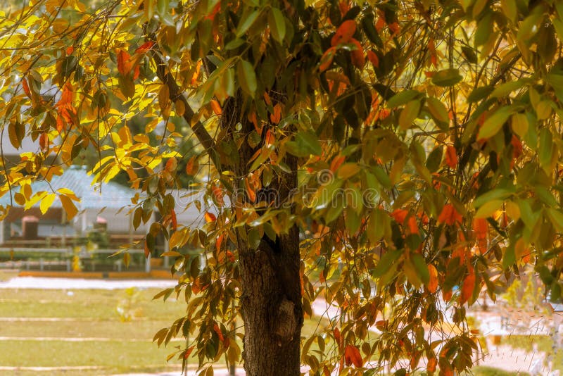 Un árbol colorido en un parque. Un árbol con hojas de colores en un parque cercano en una mañana