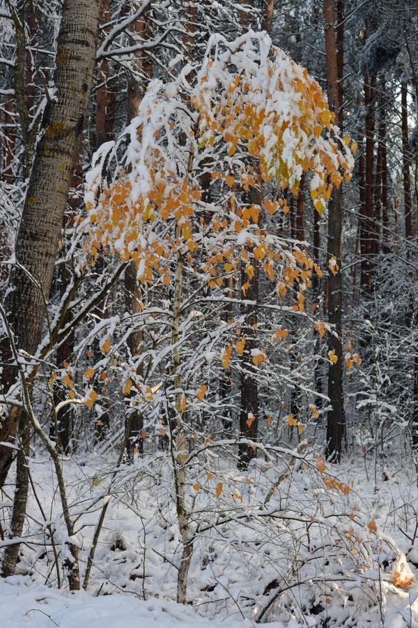 Un árbol de abedul con las hojas amarillas en la nieve imagen de archivo libre de regalías Un árbol de abedul con las hojas amarillas en la nieve imagen de archivo libre de regalías