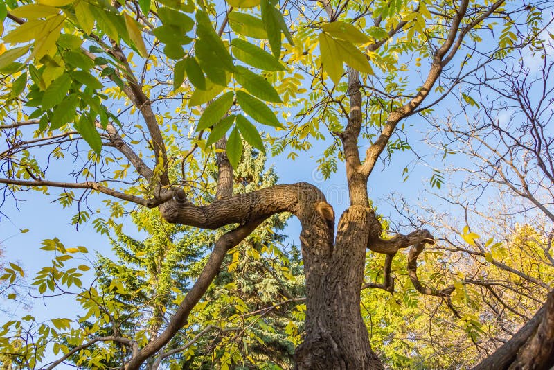 Un árbol de ceniza rameado fantástico viejo hermoso con verde y amarillo se va en un parque en otoño fotografía de archivo libre de regalías Un árbol de ceniza rameado fantástico viejo hermoso con verde y amarillo se va en un parque en otoño fotografía de archivo libre de regalías