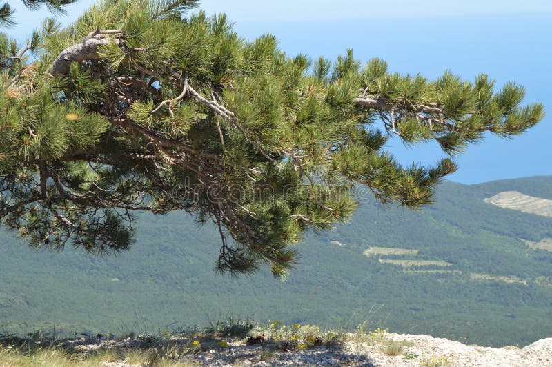 Un árbol de pino solitario curvado encima de una montaña, contra una colina y una ciudad enselvadas abajo El concepto de protecci fotografía de archivo libre de regalías Un árbol de pino solitario curvado encima de una montaña, contra una colina y una ciudad enselvadas abajo El concepto de protecci fotografía de archivo libre de regalías