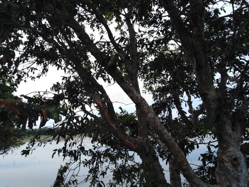Un árbol enorme delante de las hojas oscuras de un lago imagenes de archivo Un árbol enorme delante de las hojas oscuras de un lago imagenes de archivo