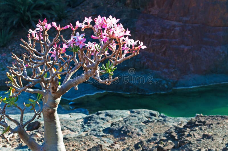 Un árbol floreciente de la botella en el oasis de Dirhur, Socotra, Yemen imagen de archivo libre de regalías