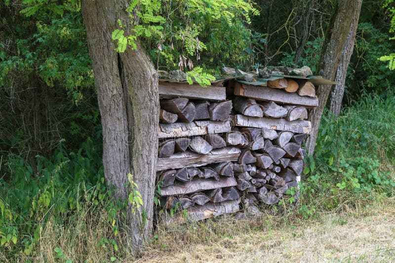 Un árbol madera-ardiendo en el bosque entre los árboles fotos de archivo libres de regalías Un árbol madera-ardiendo en el bosque entre los árboles fotos de archivo libres de regalías