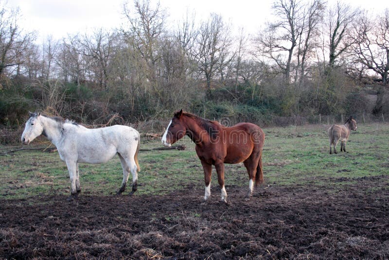 Un étalon brun, avec une tache blanche sur le museau, et un cheval blanc photographié ensemble Photographie prise au coucher du s photographie stock libre de droits Un étalon brun, avec une tache blanche sur le museau, et un cheval blanc photographié ensemble Photographie prise au coucher du s photographie stock libre de droits