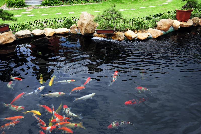 Un étang de poissons dans le jardin photos stock