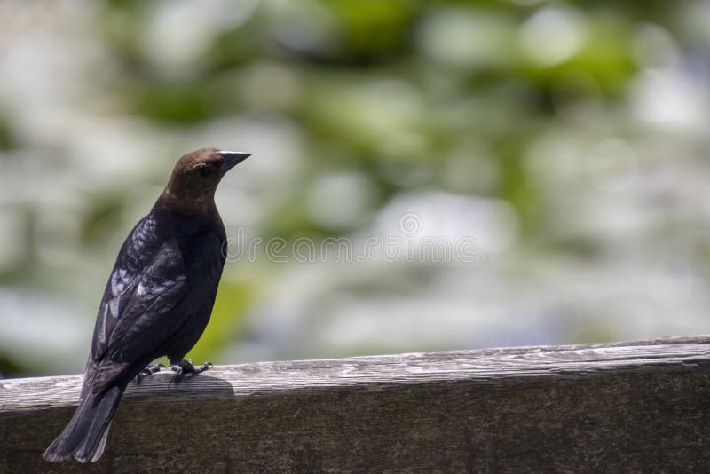 Un étourneau européen se reposant sur une balustrade en bois photos libres de droits Un étourneau européen se reposant sur une balustrade en bois photos libres de droits