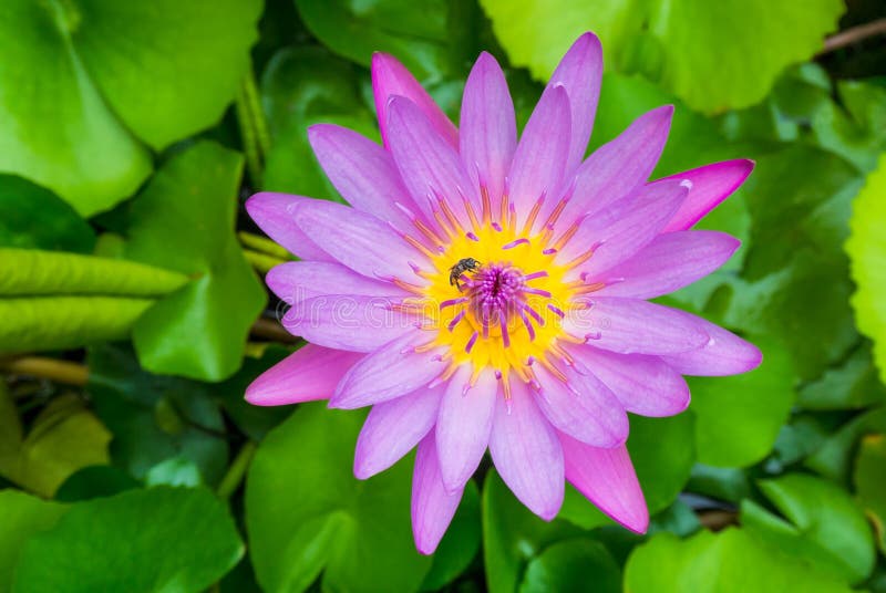 One bee on violet pink lotus in top view on green background. One bee on violet pink lotus in top view on green background