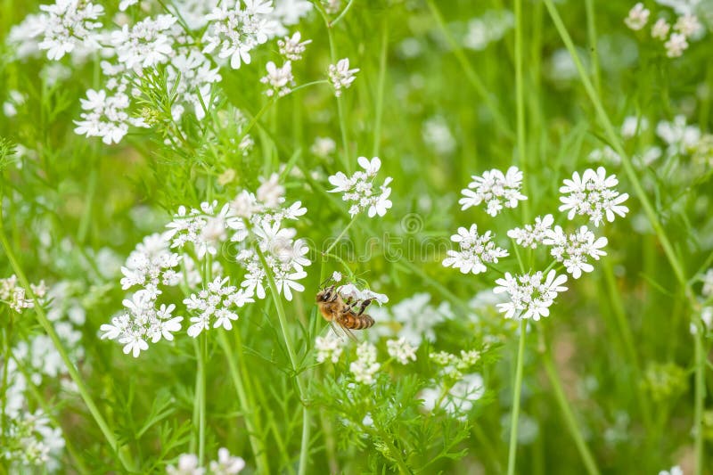 Una abeja en una flor blanca del alforfón foto de archivo libre de regalías Una abeja en una flor blanca del alforfón foto de archivo libre de regalías