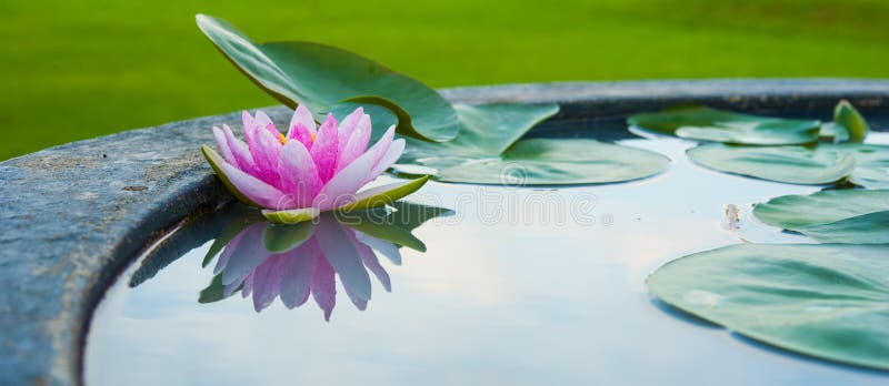 Beautiful Pink Lotus, water lily with reflection in a pond. Beautiful Pink Lotus, water lily with reflection in a pond