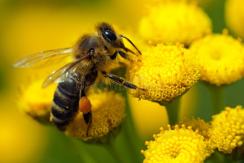 Ð¡lose-up bee on yellow flower collects nectar. Ð¡lose-up bee on yellow flower collects nectar