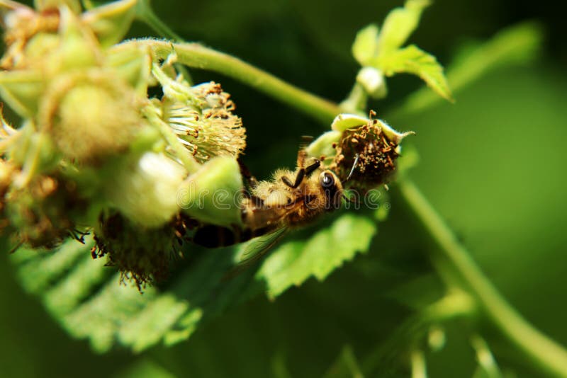 Una abeja europea de la miel, mellifera de los apis, estiró a partir de una floración a la otra floración para gana un mejor pole foto de archivo Una abeja europea de la miel, mellifera de los apis, estiró a partir de una floración a la otra floración para gana un mejor pole foto de archivo