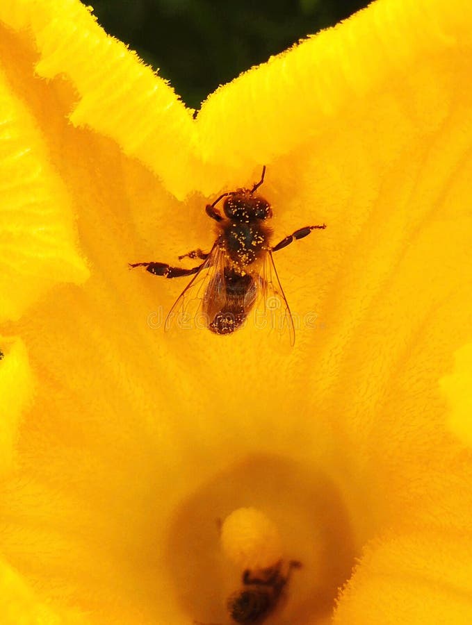 A bee, essential pollinator, covered with pollen comes out of a yellow pumpkin flower.  You can see the stamen, the male fertilizing organ. A third of the food we eat each day relies on pollination. A bee, essential pollinator, covered with pollen comes out of a yellow pumpkin flower.  You can see the stamen, the male fertilizing organ. A third of the food we eat each day relies on pollination.