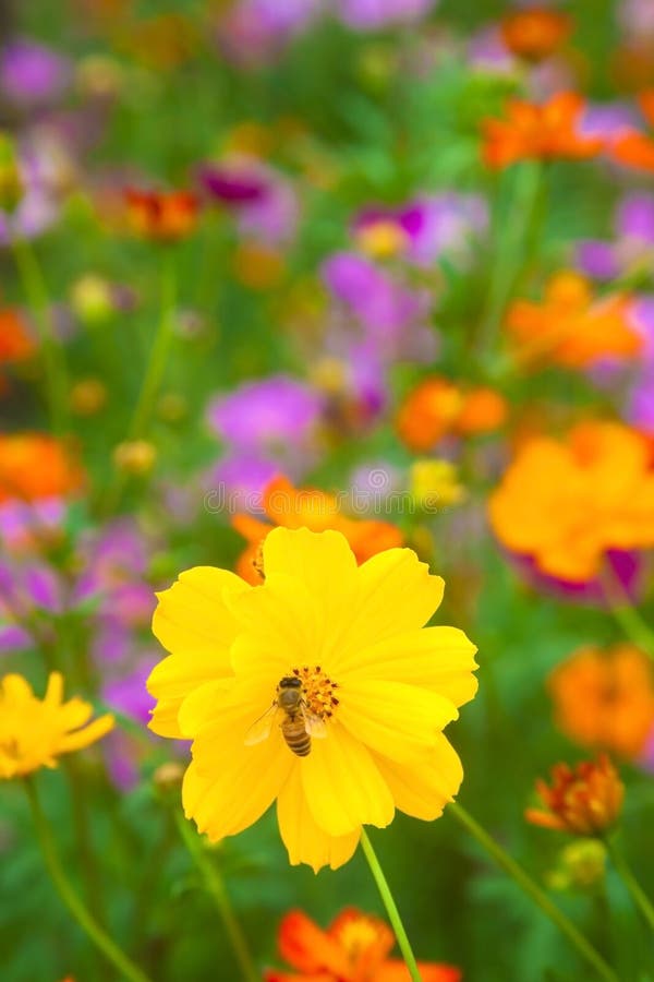 A bee working on fresh yellow flower and colorful garden. A bee working on fresh yellow flower and colorful garden