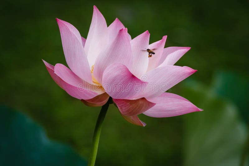 A Bee flying to Pink Lotus Flower. The Bee find the flower based on the aroma of flower. A Bee flying to Pink Lotus Flower. The Bee find the flower based on the aroma of flower