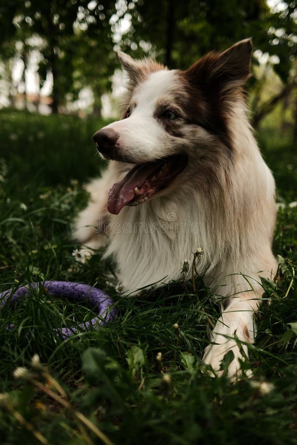 Una alegre culebra roja Border Collie está echada en la hierba verde en un parque que jadea alegremente con un juguete de anillo m. Una alegre merle roja Border Collie está echada en la hierba verde en un parque que jadea felizmente con un juguete de anillo morado cerca, disfrutando de un momento de relax a la sombra. Perro feliz al aire libre en el parque de verano