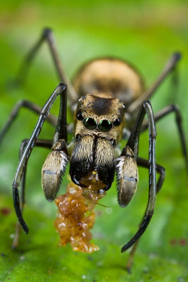 Una araña de salto hormiga-mímica con la presa
