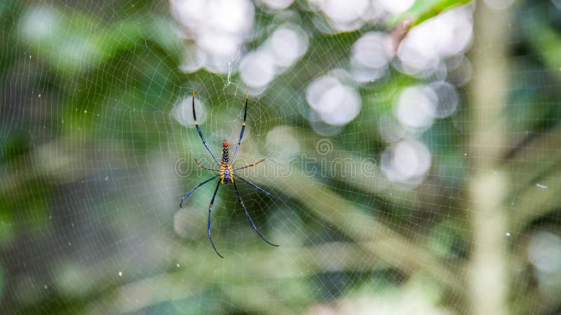 Una araña gigante femenina de maderas en el bosque de la montaña de Taipei fotos de archivo Una araña gigante femenina de maderas en el bosque de la montaña de Taipei fotos de archivo