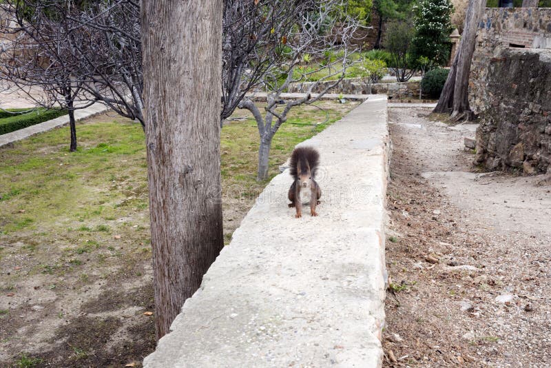Una ardilla peluda marrón oscura sienta las piernas traseras cerca de un árbol grande en el parque fotografía de archivo Una ardilla peluda marrón oscura sienta las piernas traseras cerca de un árbol grande en el parque fotografía de archivo