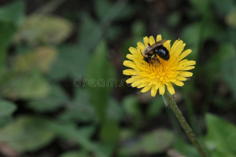 Summer. A wasp or bee collects nectar on a yellow dandelion flower. Green grass background. Small DOF. Copy space. Summer. A wasp or bee collects nectar on a yellow dandelion flower. Green grass background. Small DOF. Copy space