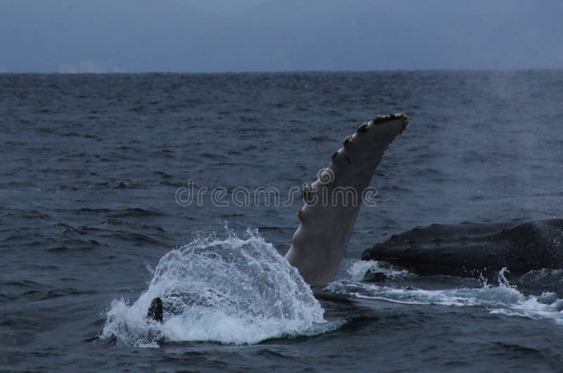 Una ballena de Humback, novaeagliae del megaptera, agitando con una de las aletas pectorial foto de archivo Una ballena de Humback, novaeagliae del megaptera, agitando con una de las aletas pectorial foto de archivo