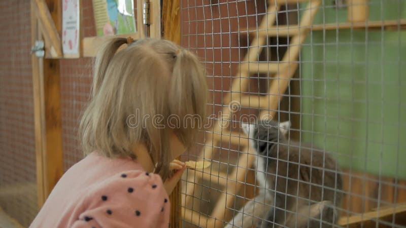 Una bambina in uno zoo a contatto mangia verdure al limur seduto in una gabbia