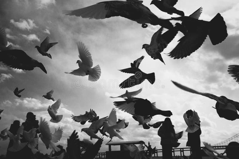 Una bandada de palomas volando en la plaza fotos de archivo Una bandada de palomas volando en la plaza fotos de archivo