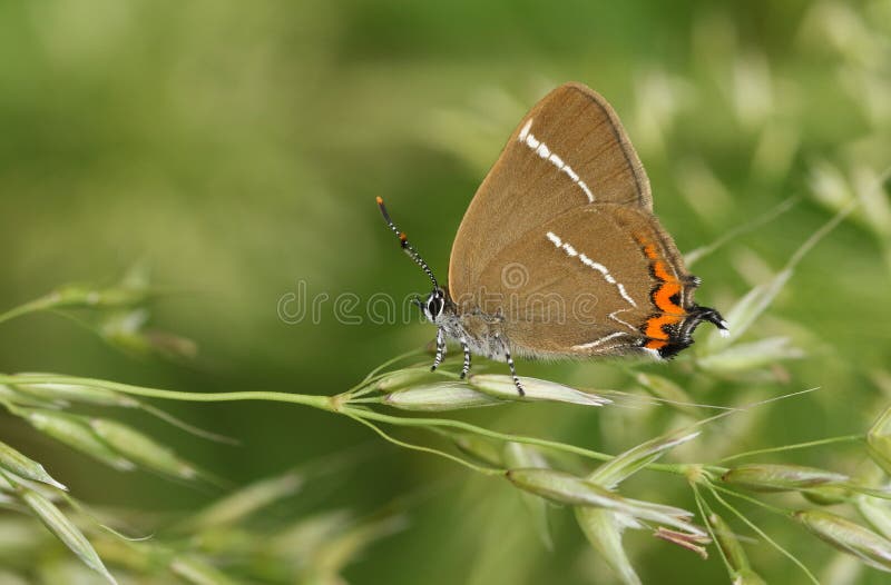 Una bella farfalla di Hairstreak rara della Bianco-lettera, w-album di satyrium, appollaiantesi sui semi dell'erba fotografia stock Una bella farfalla di Hairstreak rara della Bianco-lettera, w-album di satyrium, appollaiantesi sui semi dell'erba fotografia stock