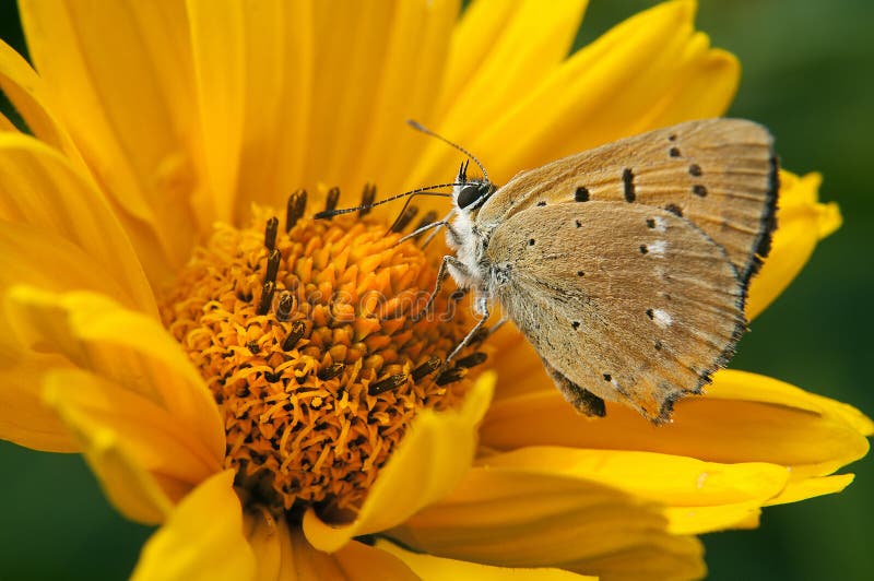Una bella farfalla pelosa che si siede su un fiore e su un nettare gialli luminosi delle bevande fotografie stock libere da diritti Una bella farfalla pelosa che si siede su un fiore e su un nettare gialli luminosi delle bevande fotografie stock libere da diritti
