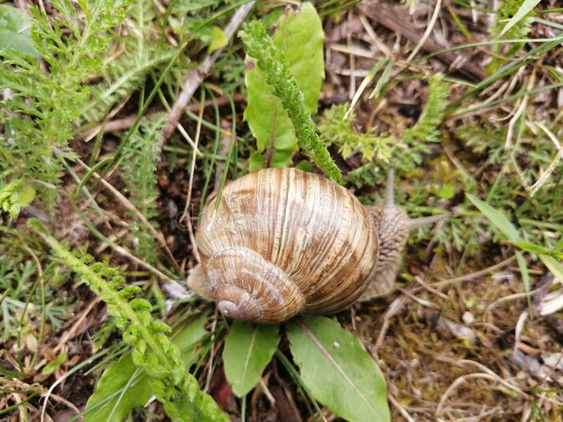 Una bella lumaca che si striscia nell'erba immagine stock Una bella lumaca che si striscia nell'erba immagine stock
