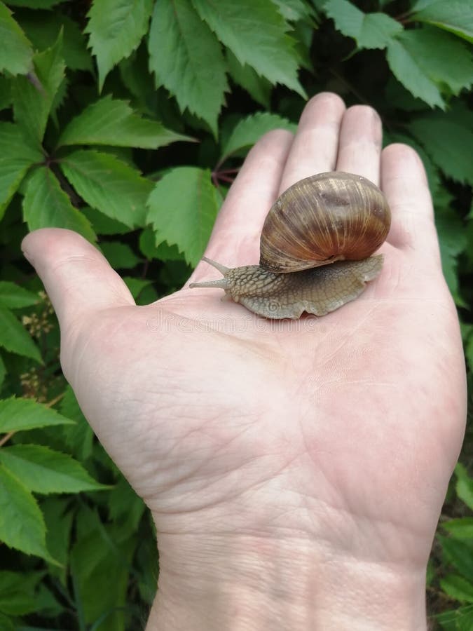 Una bella lumaca che striscia nel palmo della mano fotografia stock Una bella lumaca che striscia nel palmo della mano fotografia stock