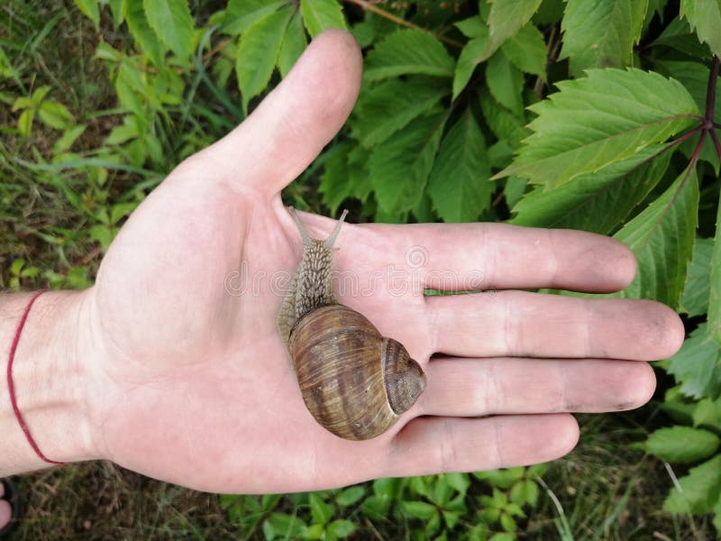 Una bella lumaca che striscia nel palmo della mano immagini stock libere da diritti Una bella lumaca che striscia nel palmo della mano immagini stock libere da diritti