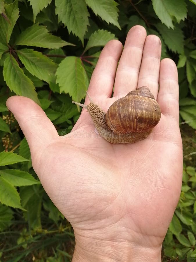 Una bella lumaca che striscia nel palmo della mano fotografia stock libera da diritti Una bella lumaca che striscia nel palmo della mano fotografia stock libera da diritti