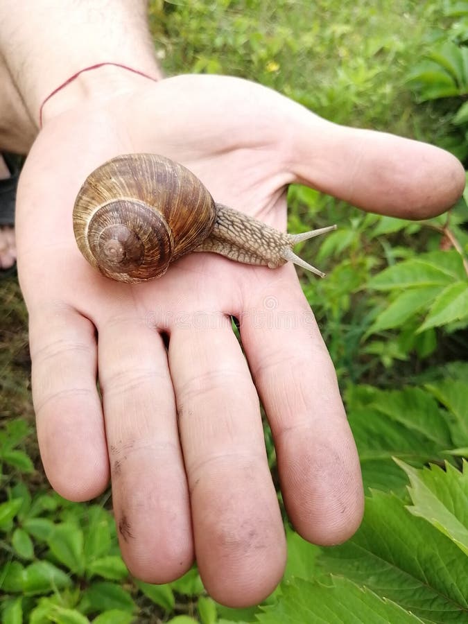 Una bella lumaca che striscia nel palmo della mano fotografie stock Una bella lumaca che striscia nel palmo della mano fotografie stock