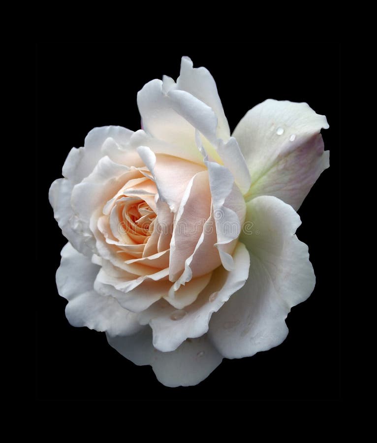Una bella singola rosa bianca con un pallido - centro rosa con le gocce di pioggia isolate su un fondo nero fotografie stock libere da diritti Una bella singola rosa bianca con un pallido - centro rosa con le gocce di pioggia isolate su un fondo nero fotografie stock libere da diritti