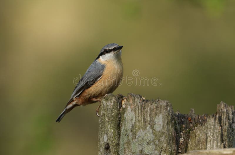 Una bella sitta, europaea del Sitta, appollaiantesi su un ceppo di albero in una foresta fotografia stock libera da diritti Una bella sitta, europaea del Sitta, appollaiantesi su un ceppo di albero in una foresta fotografia stock libera da diritti