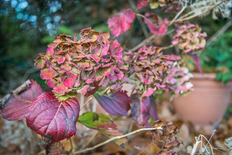 Una Belleza Roja De Las Hortensias Se Descolora Antes De Que Llegue El  Invierno Imagen de archivo - Imagen de follaje, hojas: 140672717